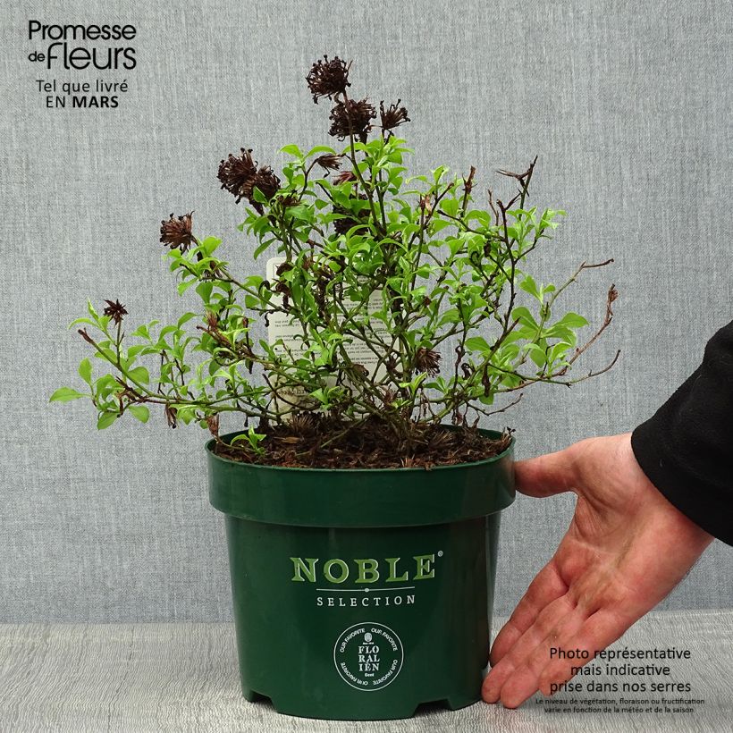 Ceratostigma willmottianum Forest Blue - Plumbago cinese Vaso da 2L/3L esemplare consegnato in primavera