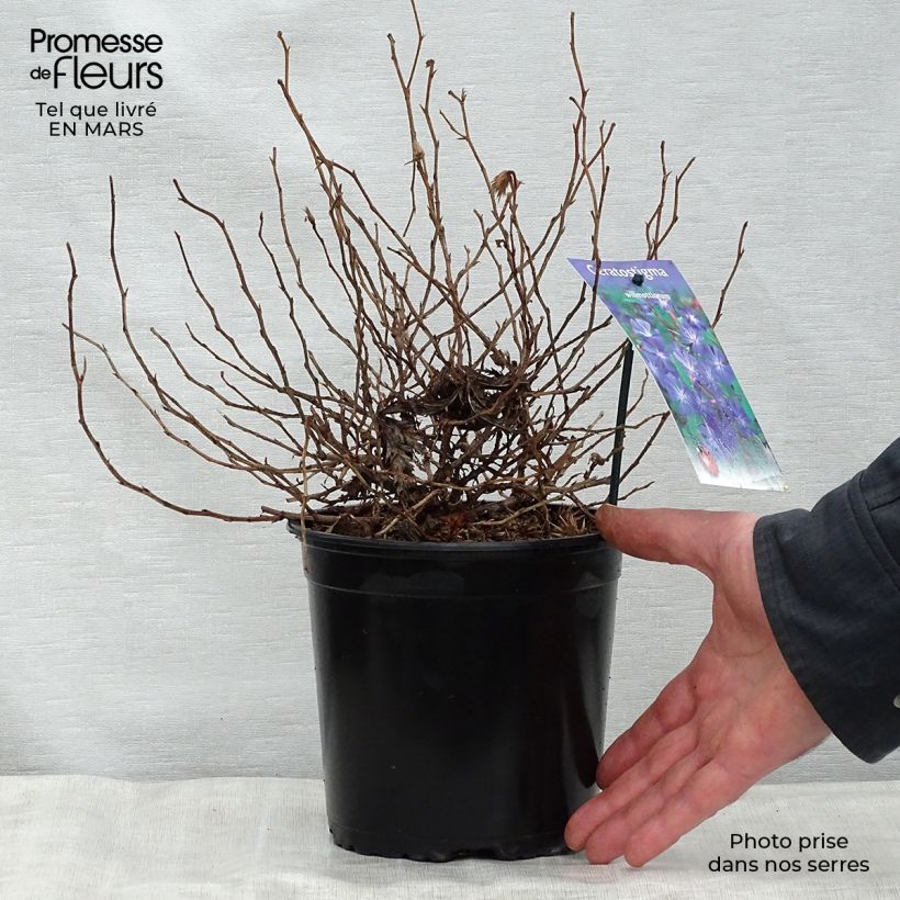 Ceratostigma willmottianum - Plumbago cinese Vaso da 2L/3L esemplare consegnato in primavera