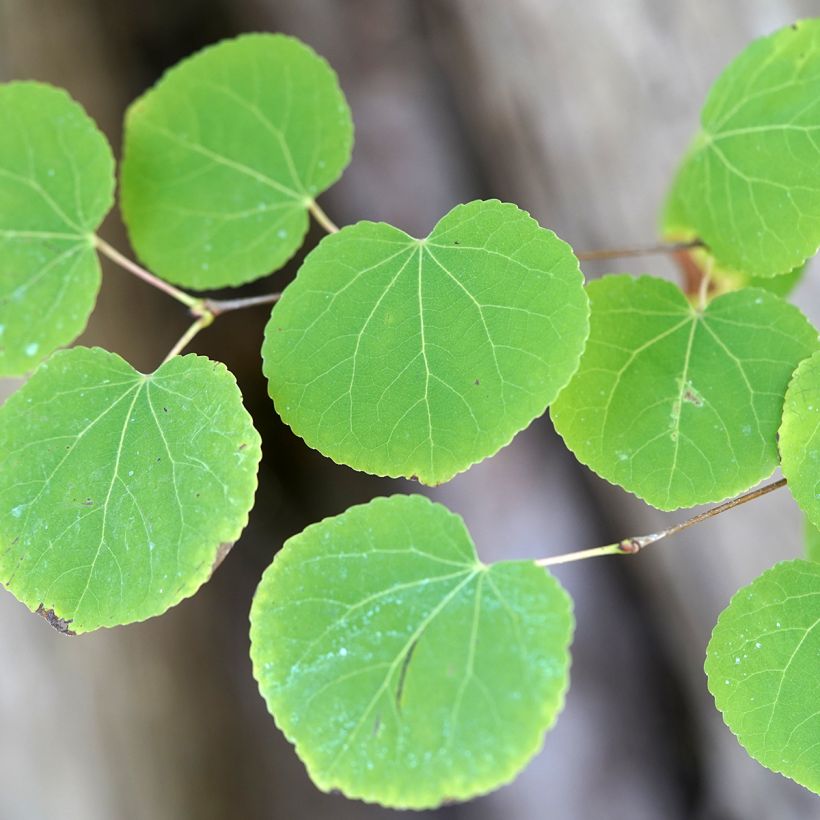Cercidiphyllum japonicum (semi) - Albero del caramello (Fogliame)