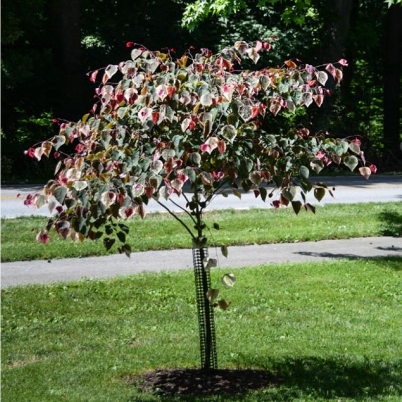 Cercis canadensis Carolina Sweetheart - Albero di Giuda (Plant habit)