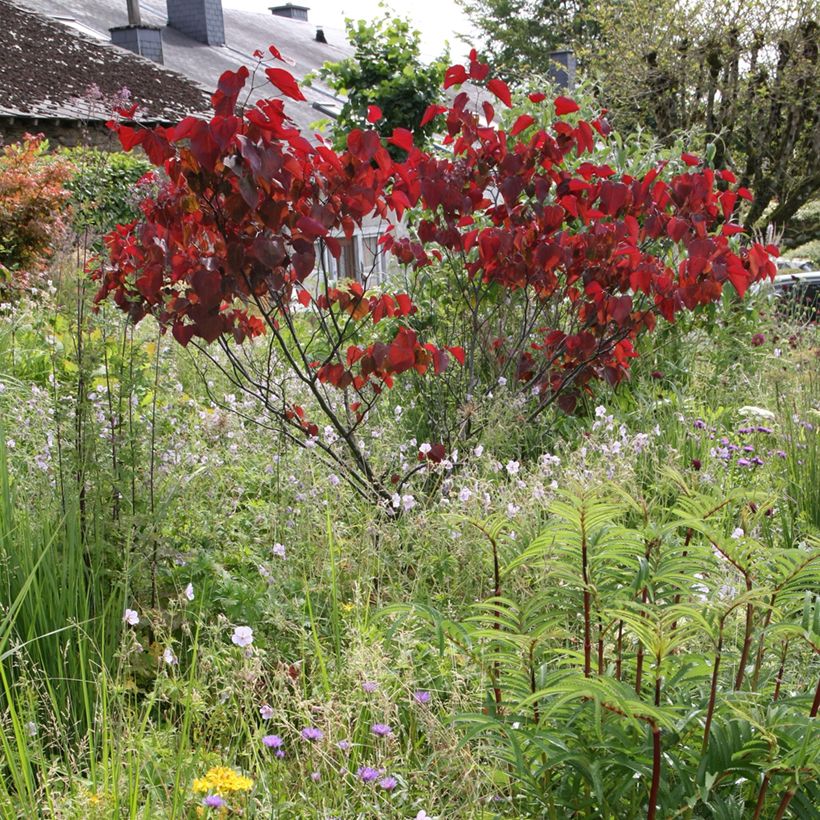 Cercis canadensis Forest Pansy - Albero di Giuda (Plant habit)