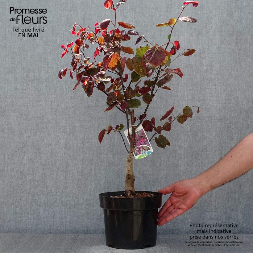 Example of Cercis canadensis Forest Pansy - Albero di Giuda Vaso da 4L/5L as you get in printemps