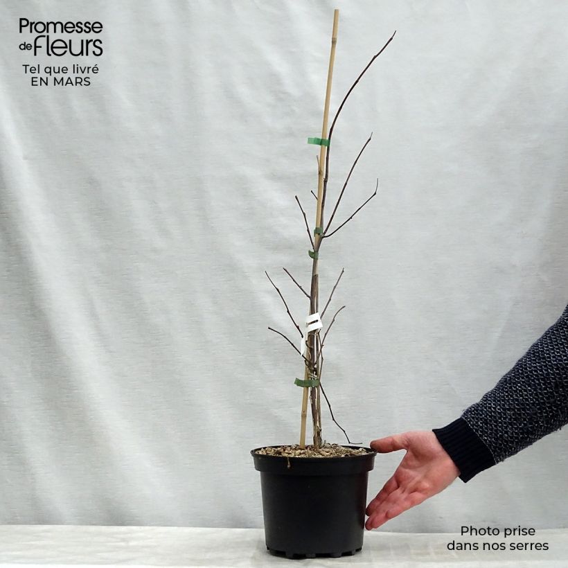 Example of Cercis canadensis Heart of Gold - Albero di Giuda Vaso da 4L/5L as you get in printemps