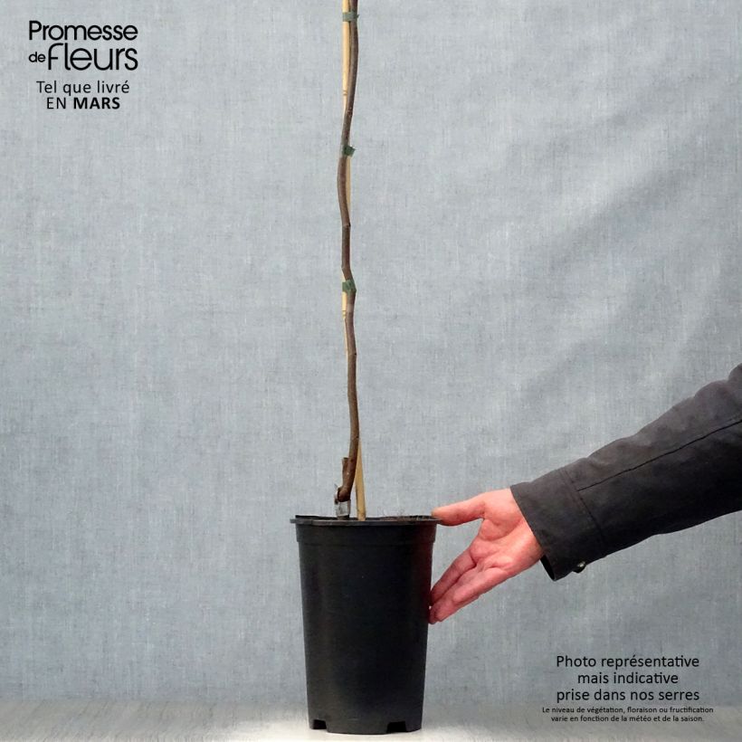 Cercis canadensis Lavender Twist - Albero di Giuda Vaso da 3L/4L esemplare consegnato in primavera