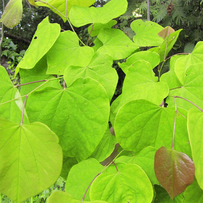 Cercis canadensis Melon Beauty - Albero di Giuda (Fogliame)