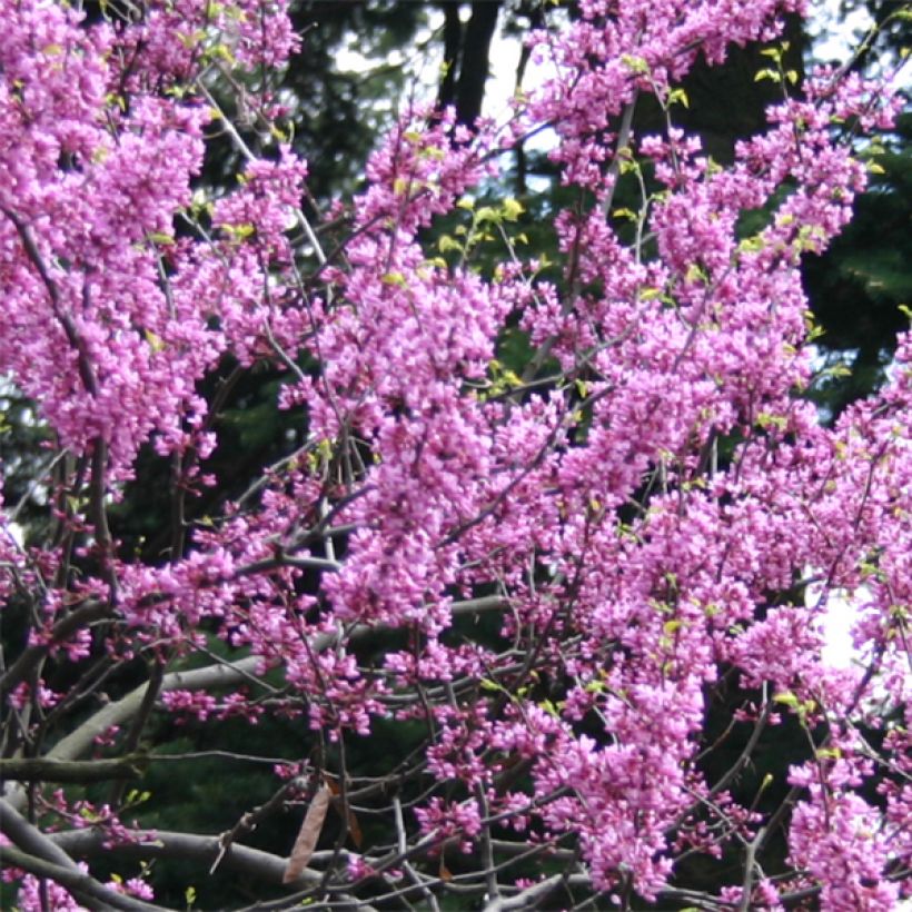 Cercis canadensis Melon Beauty - Albero di Giuda (Fioritura)