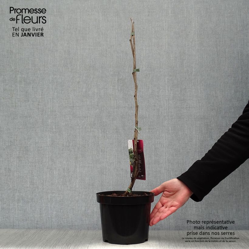 Cercis canadensis Melon Beauty - Albero di Giuda Vaso da 4L/5L esemplare consegnato in inverno