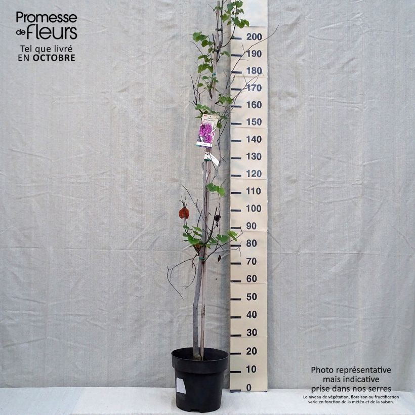 Esemplare di Cercis canadensis Pink Pom Pom's - Albero di Giuda Vaso da 7,5L/10L come consegnato in autunno