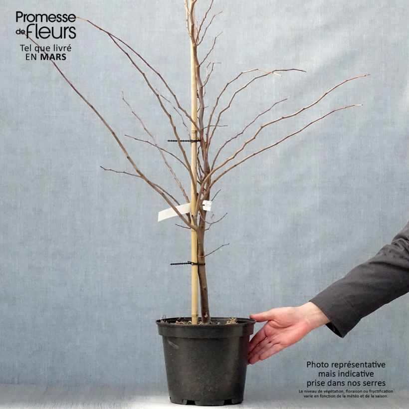 Cercis canadensis The Rising Sun - Albero di Giuda Vaso da 6L/7L esemplare consegnato in primavera