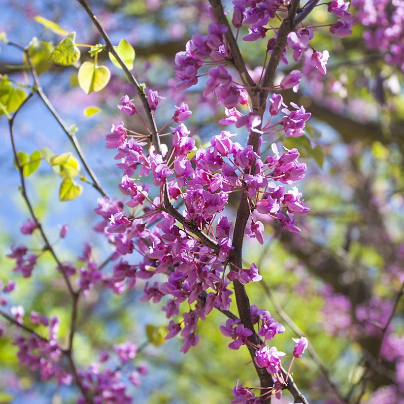 Cercis canadensis - Albero di Giuda (Fioritura)
