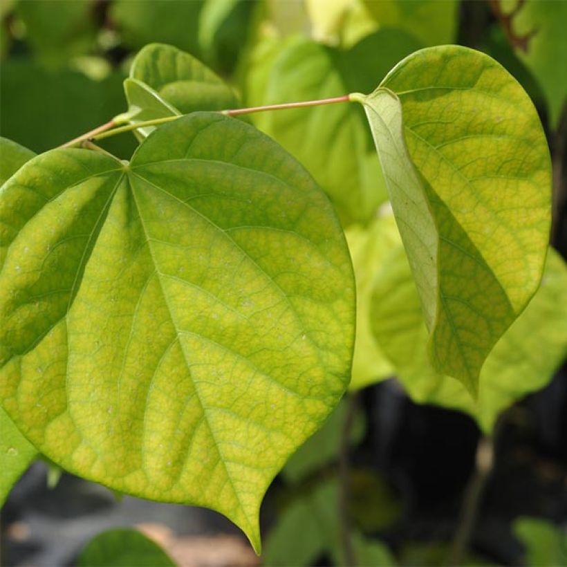 Cercis chinensis Avondale - Albero di Giuda cinese (Foliage)