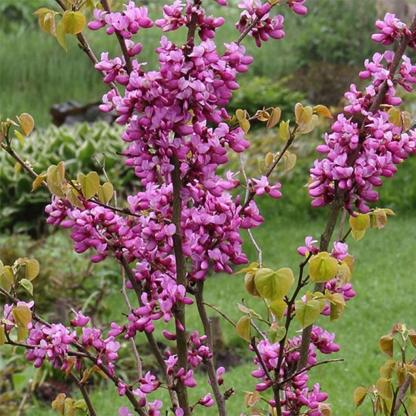 Cercis chinensis Avondale - Albero di Giuda cinese (Flowering)