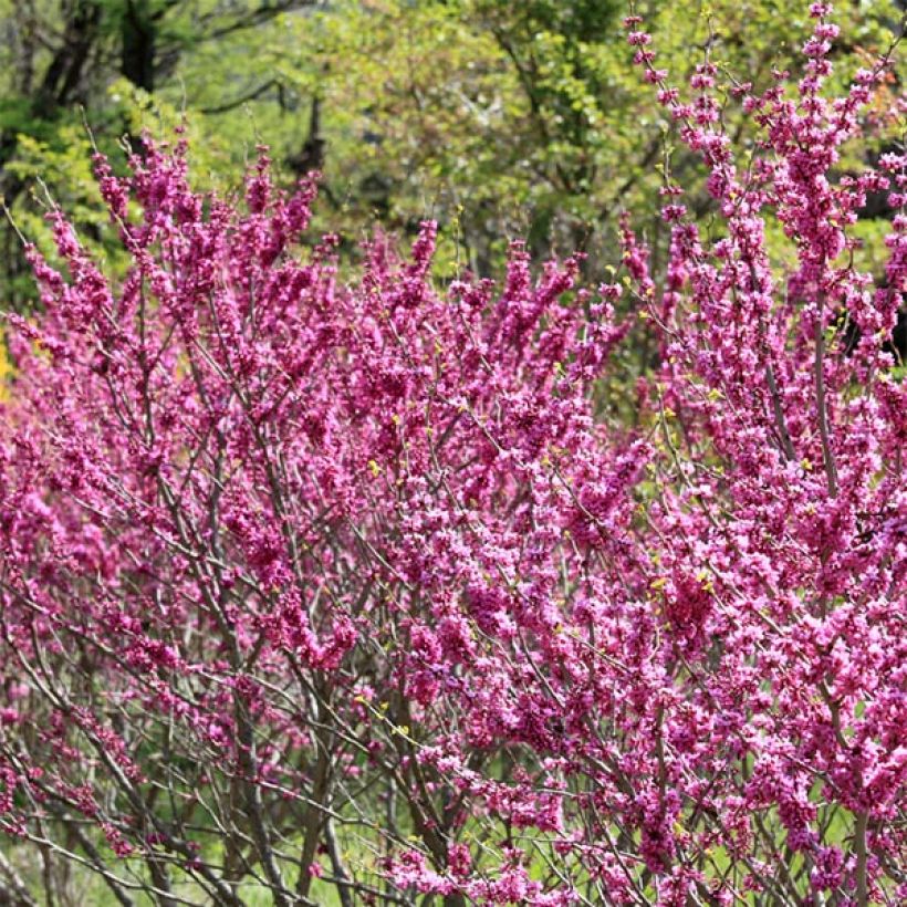 Cercis chinensis Avondale - Albero di Giuda cinese (Plant habit)