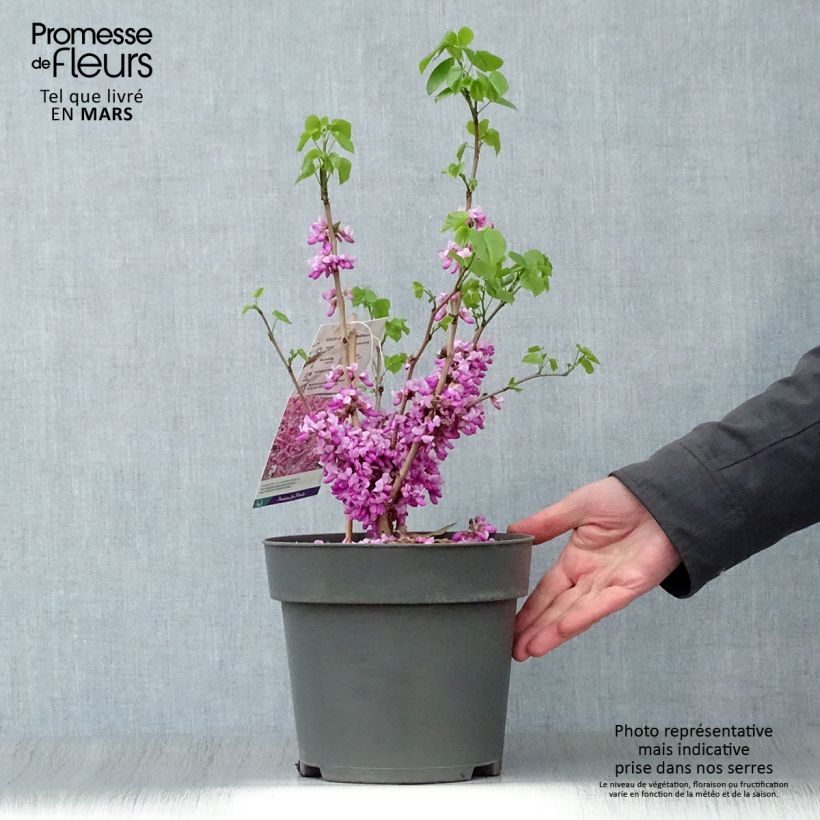 Example of Cercis chinensis Avondale - Albero di Giuda cinese Vaso da 4L/5L as you get in printemps
