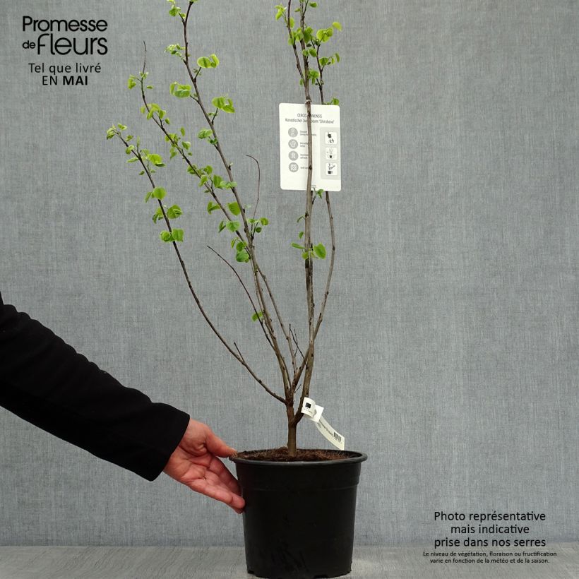 Example of Cercis chinensis Shirobana - Albero di Giuda cinese Vaso da 4L/5L as you get in printemps