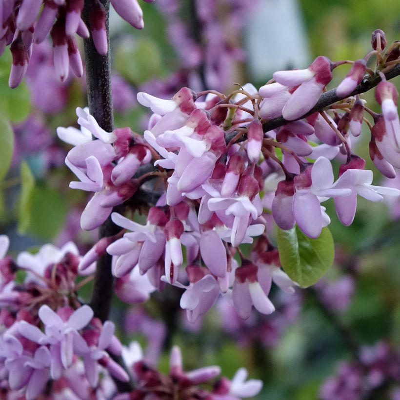 Cercis siliquastrum - Albero di Giuda (Fioritura)