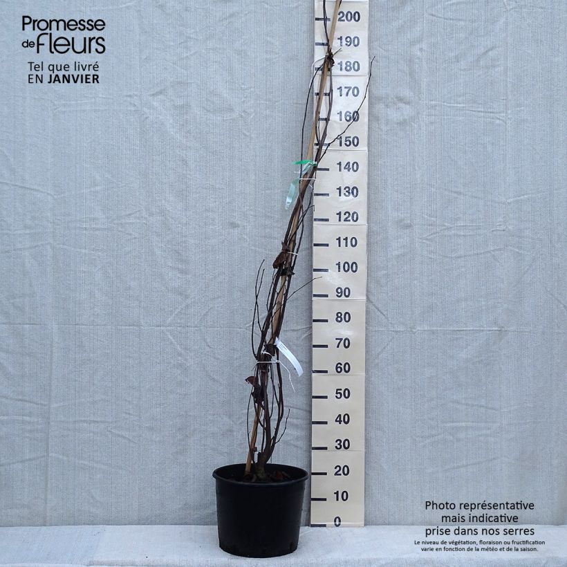 Cercis siliquastrum - Albero di Giuda Vaso da 7,5L/10L esemplare consegnato in inverno