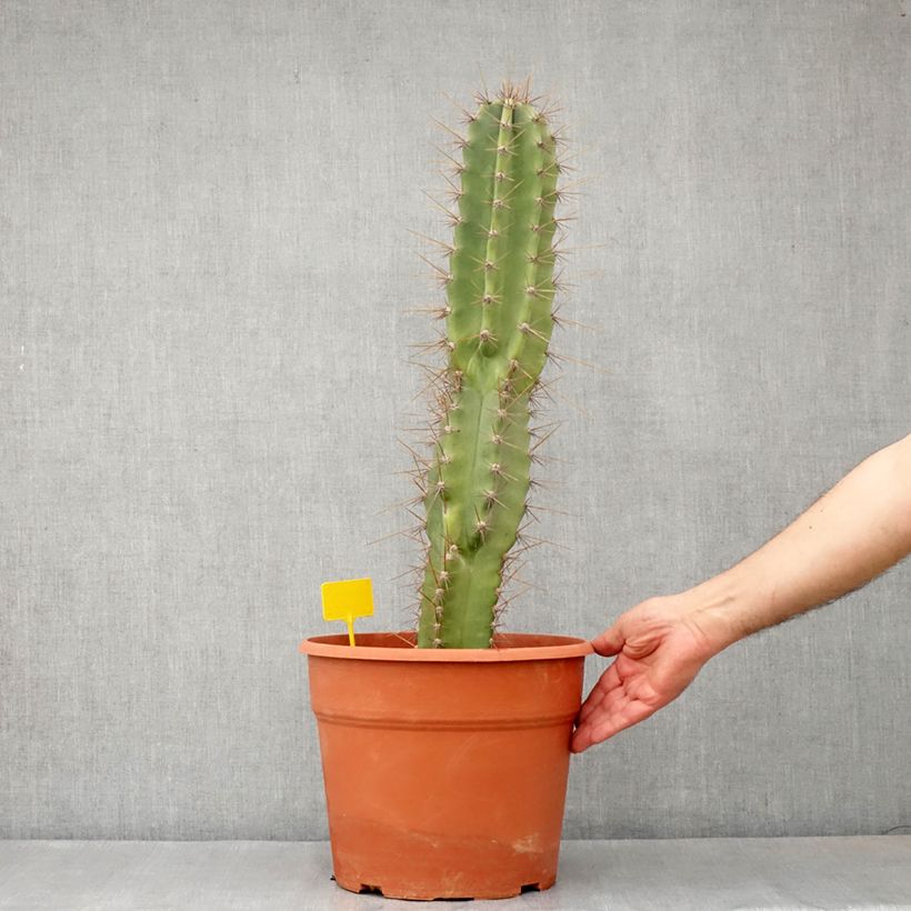 Cereus peruvianus - Cereo del Perù Vaso da 12L/15L esemplare consegnato in primavera