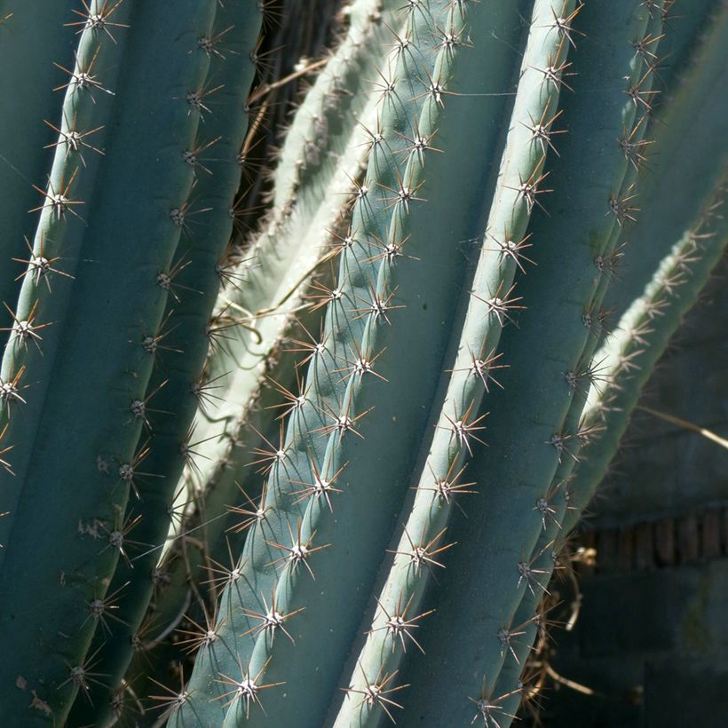 Cereus peruvianus - Cereo del Perù (Fogliame)