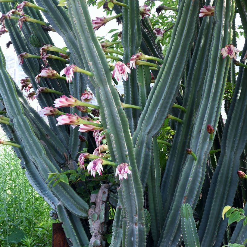 Cereus peruvianus - Cereo del Perù (Fioritura)