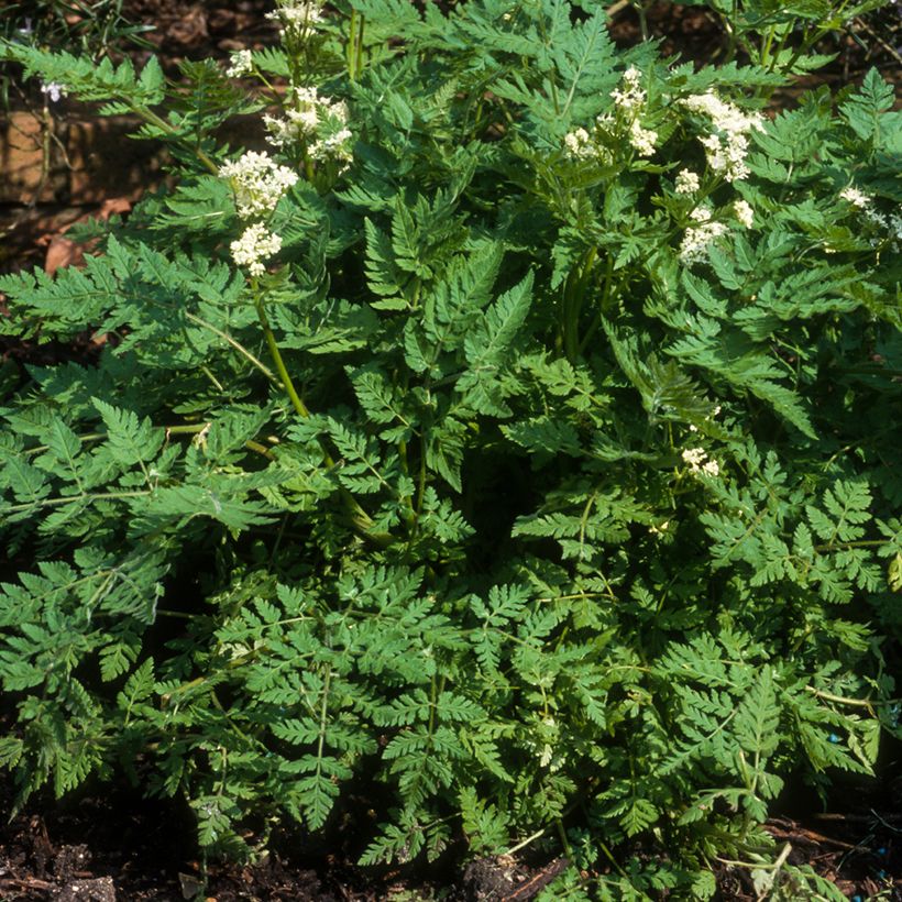 Cerfoglio comune (Plant habit)