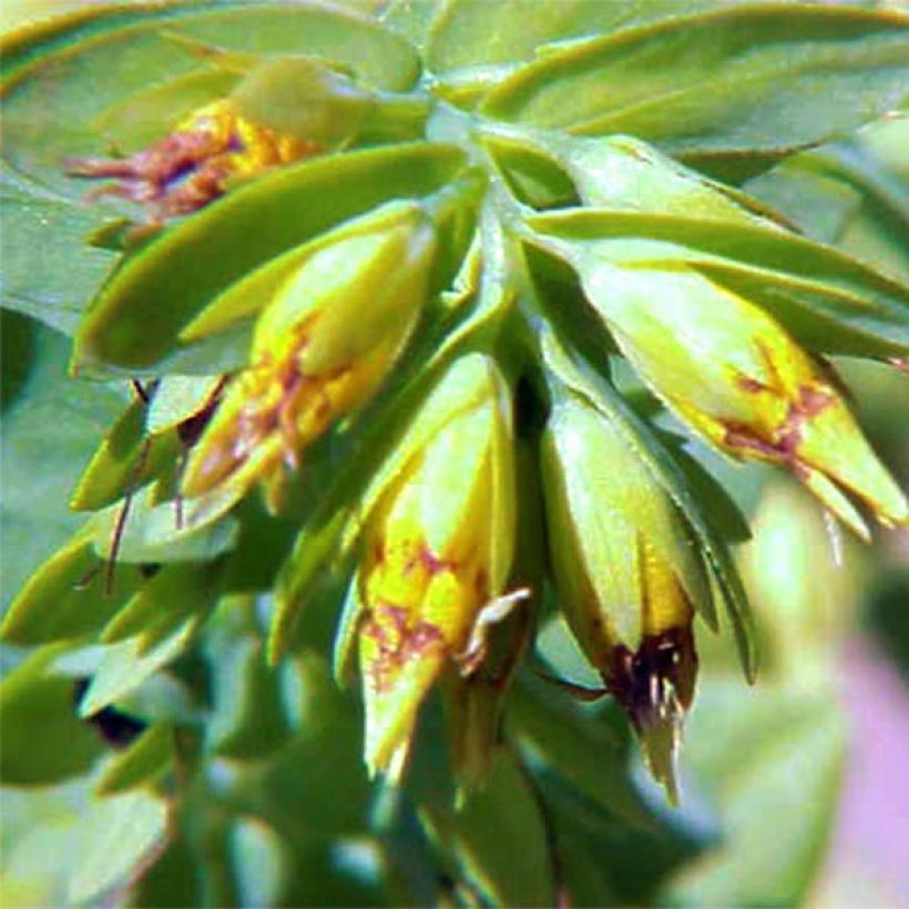 Cerinthe glabra - Erba-vajola alpina (Flowering)