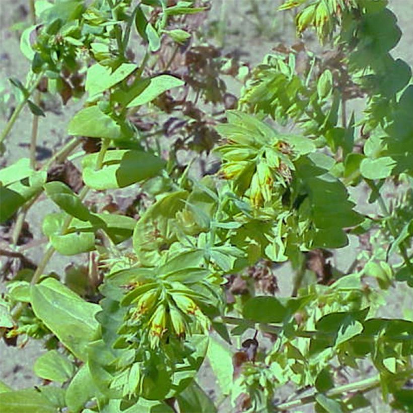 Cerinthe glabra - Erba-vajola alpina (Plant habit)