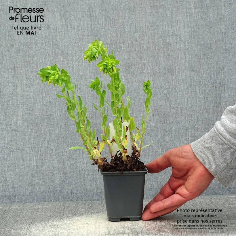 Example of Cerinthe glabra - Erba-vajola alpina Vasetto da 8/9 cm as you get in printemps