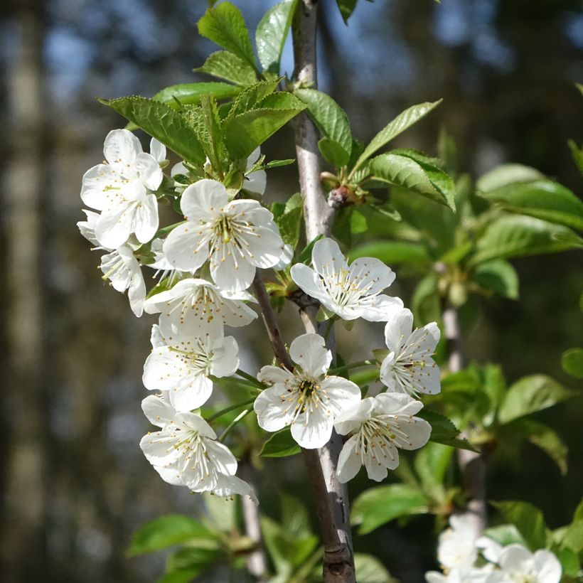 Amareno Cerise Allégria Delbard delkarsun (Fioritura)