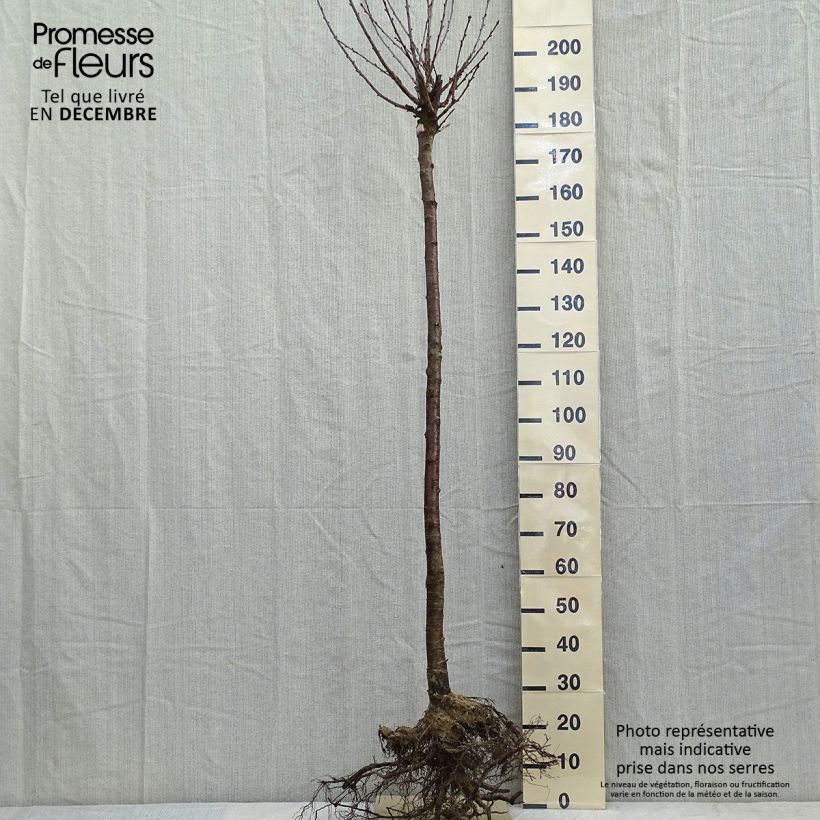 Amareno Anglaise Hâtive Piante grandi a radice nuda, Vaso impalcato medio esemplare consegnato in inverno