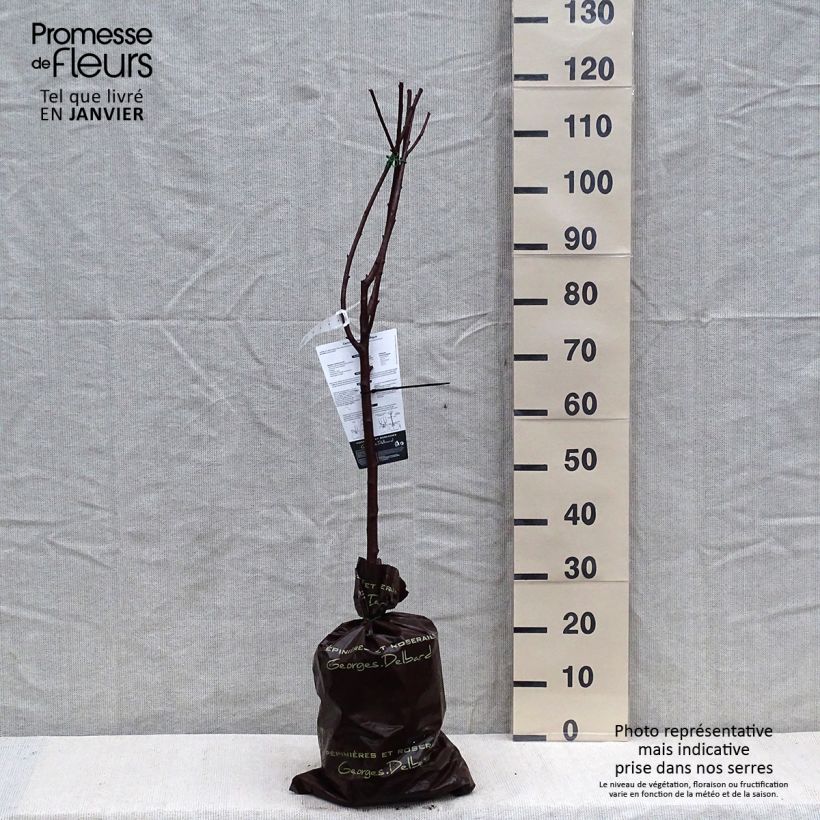 Ciliegio Belle Magnifique Zolla 'Pronta da piantare', Vasetto esemplare consegnato in inverno