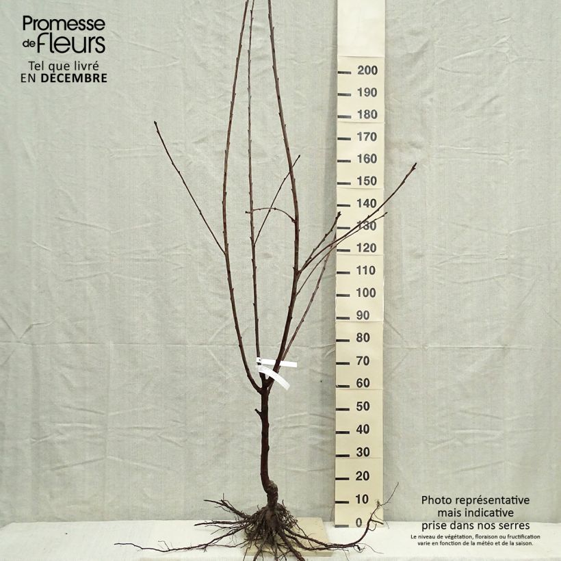 Ciliegio Burlat Piante grandi a radice nuda, Vasetto esemplare consegnato in inverno