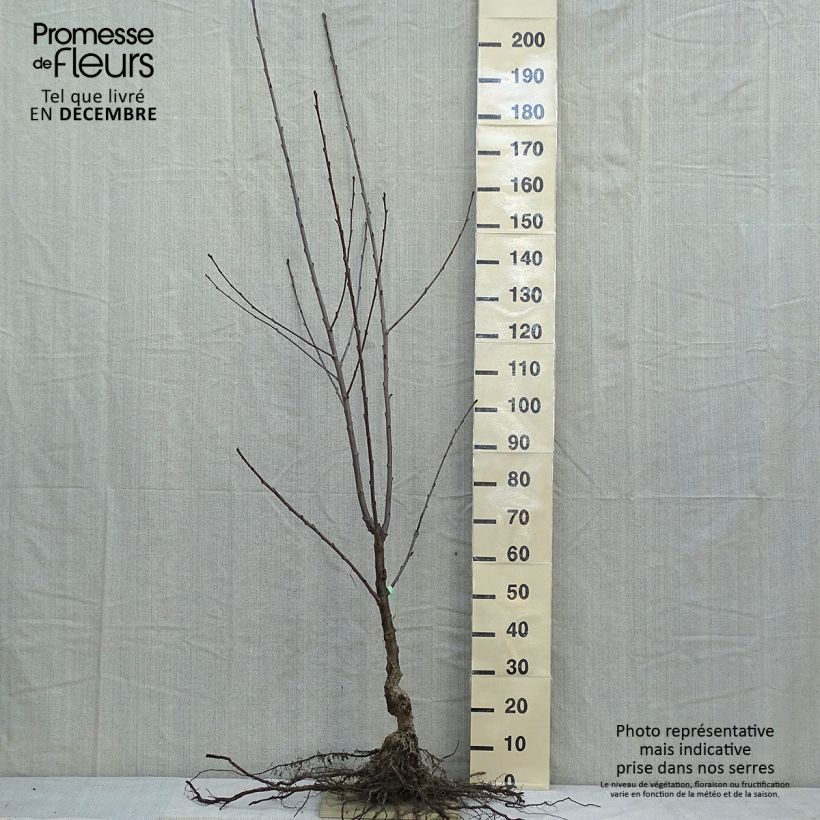 Ciliegio Coeur de Pigeon Piante grandi a radice nuda, Vasetto esemplare consegnato in inverno