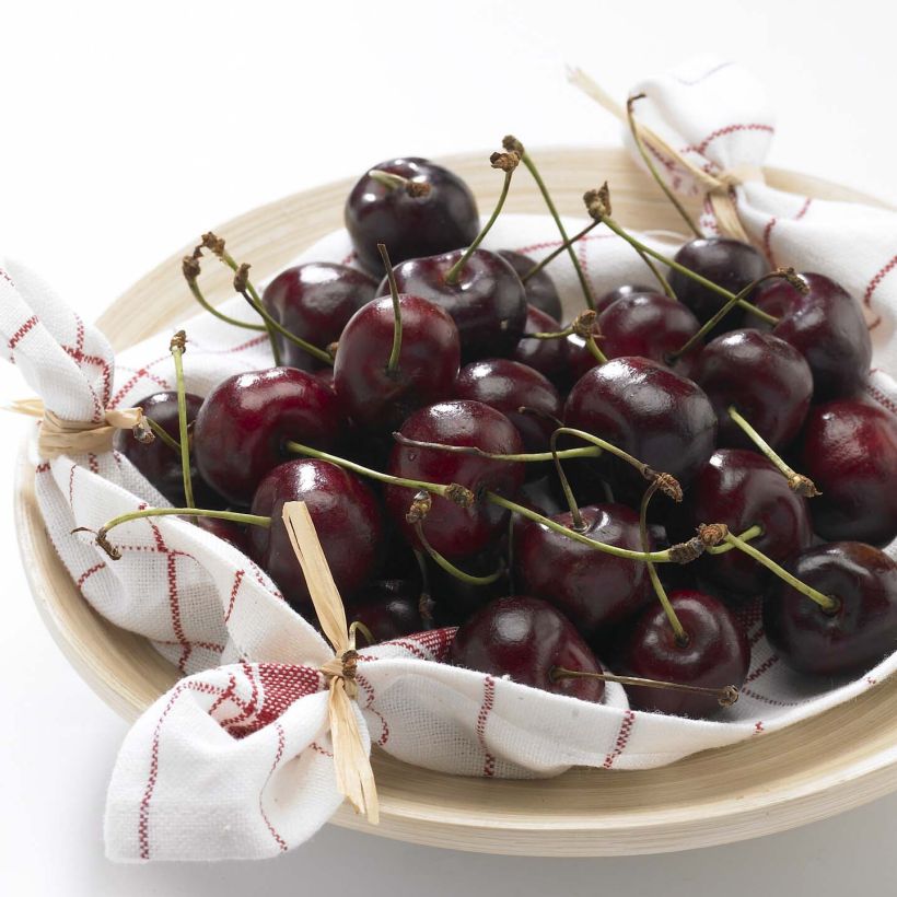 Ciliegio Délice de Malicorne ‘Agoudel’ (Raccolta)