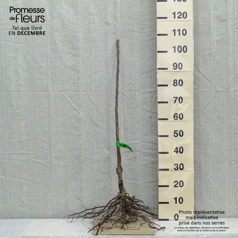 Ciliegio Lapins Piante grandi a radice nuda, Astone esemplare consegnato in inverno