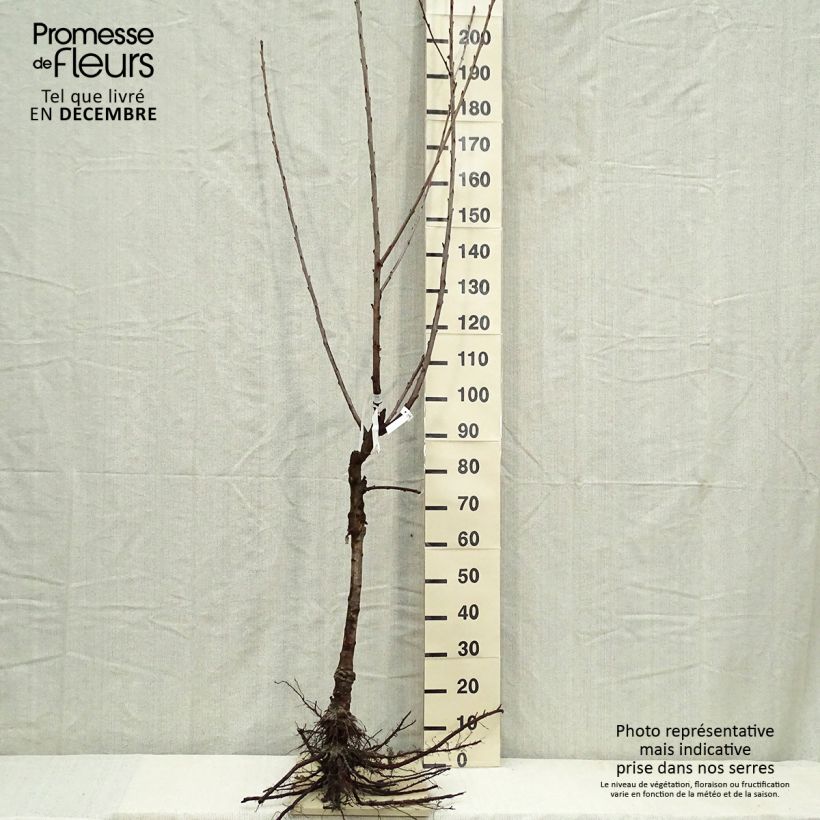 Ciliegio Bigarreau Napoléon Piante grandi a radice nuda, Vasetto esemplare consegnato in inverno