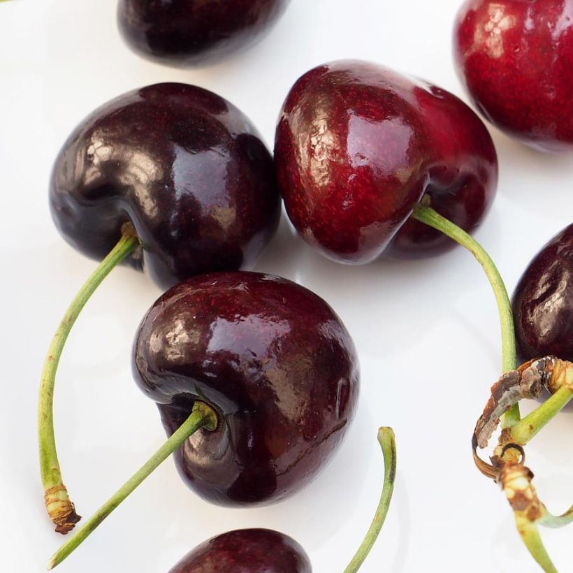 Ciliegio Bigarreau Sunburst (Raccolta)