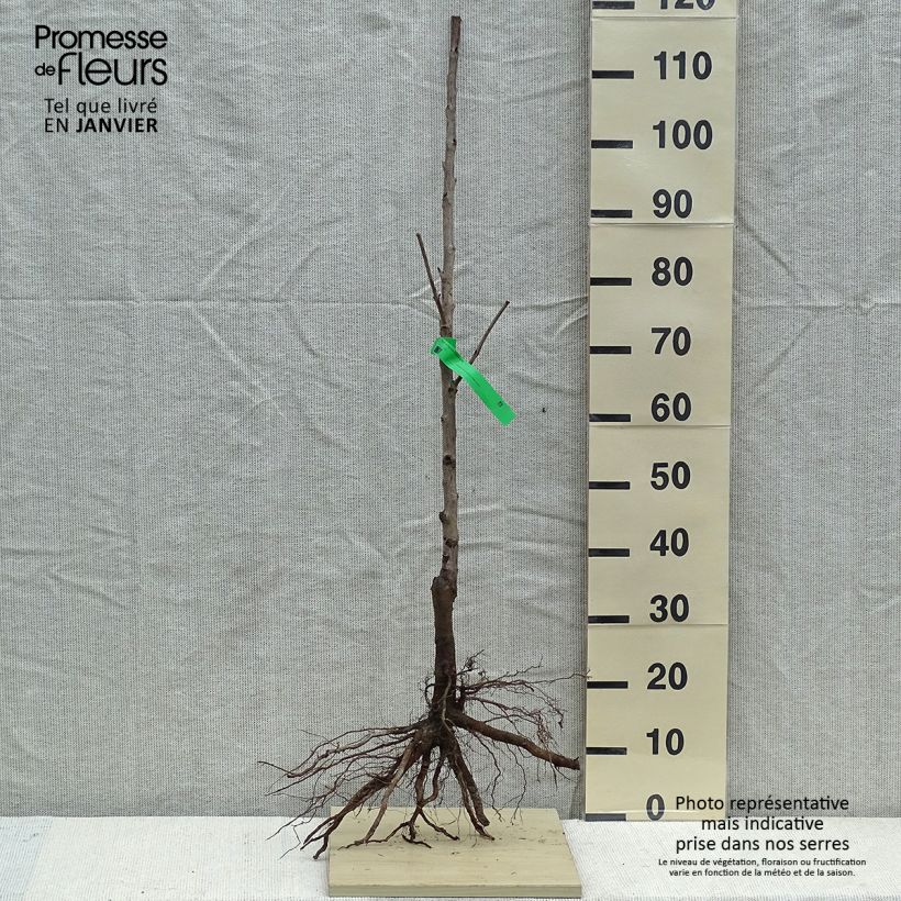 Ciliegio Durone di Vignola Piante grandi a radice nuda, Astone esemplare consegnato in inverno