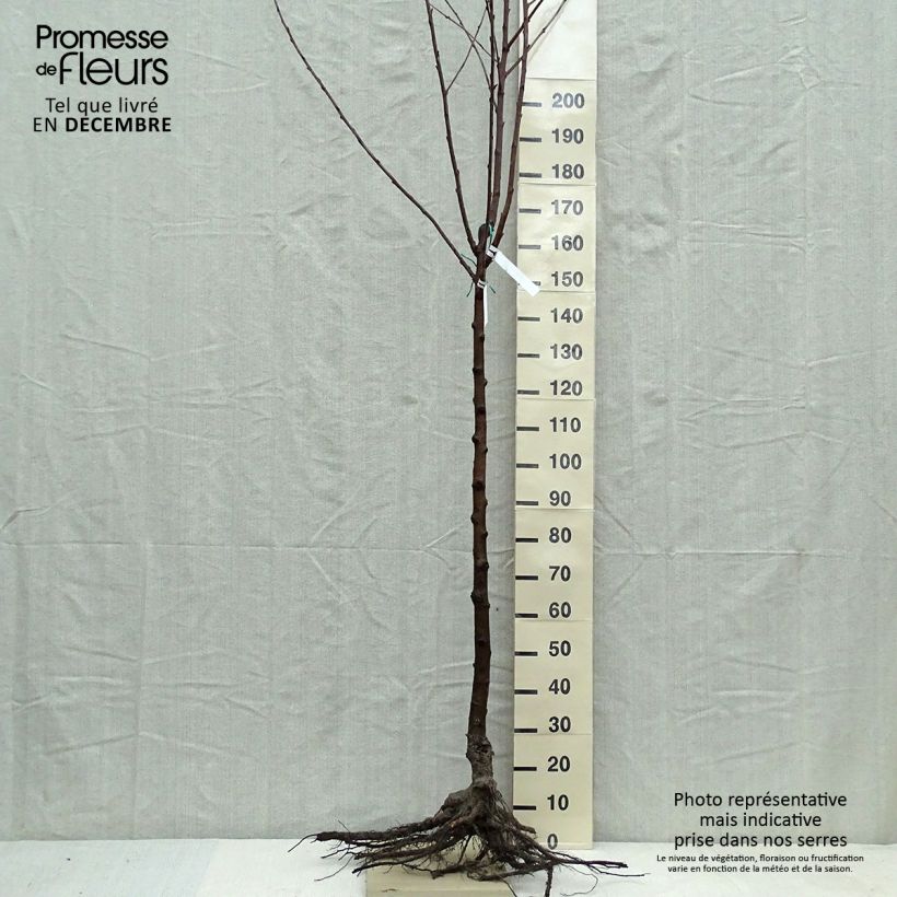 Example of Ciliegio Van Piante grandi a radice nuda, Vaso impalcato medio as you get in hiver