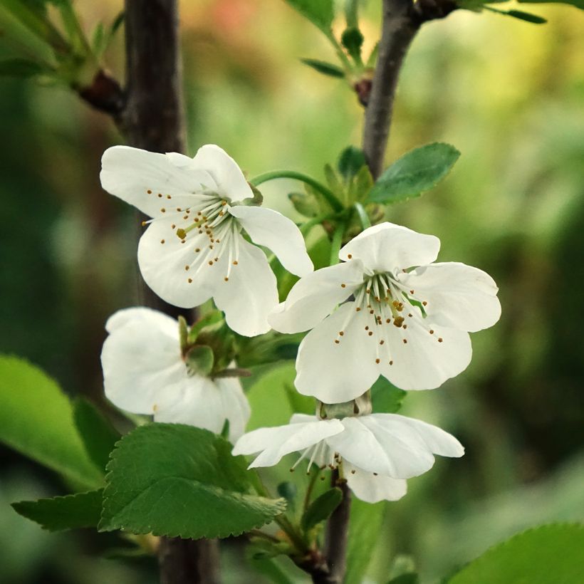 Amareno Montmorency (Fioritura)