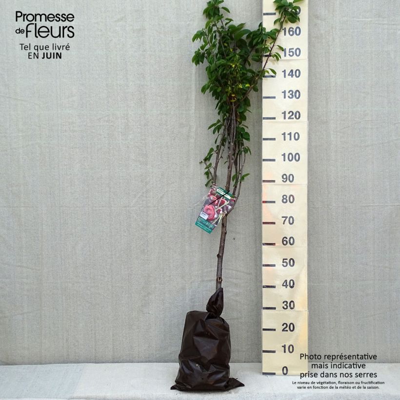 Amareno Cerise Allégria Delbard delkarsun Zolla 'Pronta da piantare', Vasetto esemplare consegnato in primavera