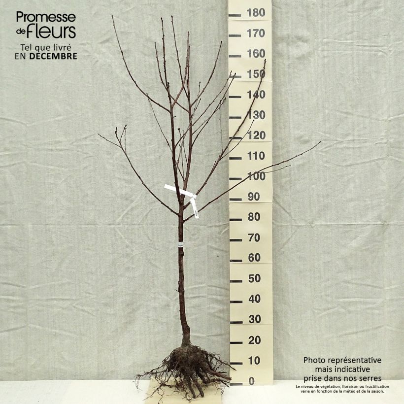 Amareno Cerise Allégria Delbard delkarsun Piante grandi a radice nuda, Vasetto esemplare consegnato in inverno