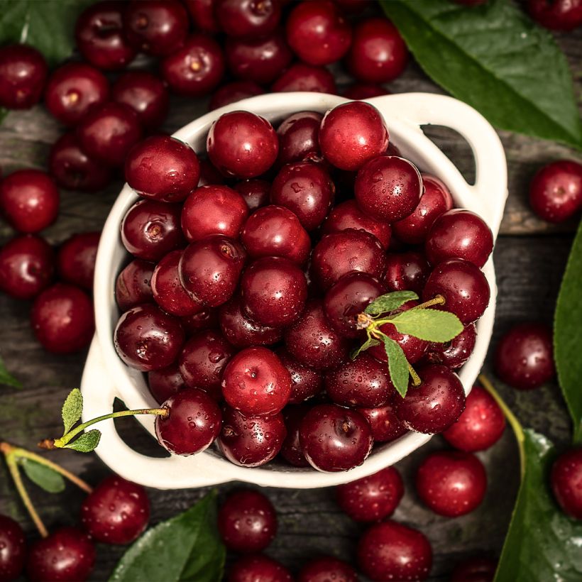 Ciliegio colonnare Shangai (Harvest)