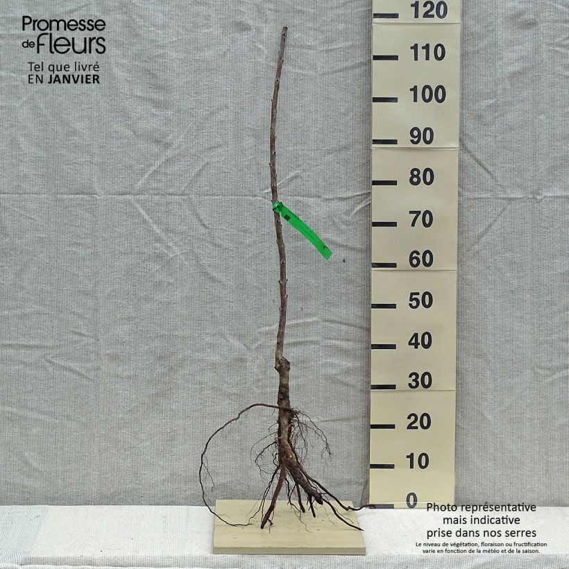 Amareno Rainier Piante grandi a radice nuda, Astone esemplare consegnato in inverno
