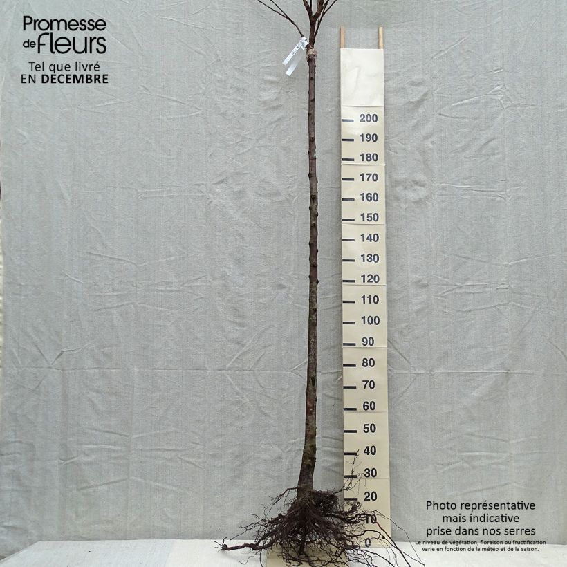 Ciliegio Schneiders Späte Knorpelkirsche Piante grandi a radice nuda, Vasetto esemplare consegnato in inverno