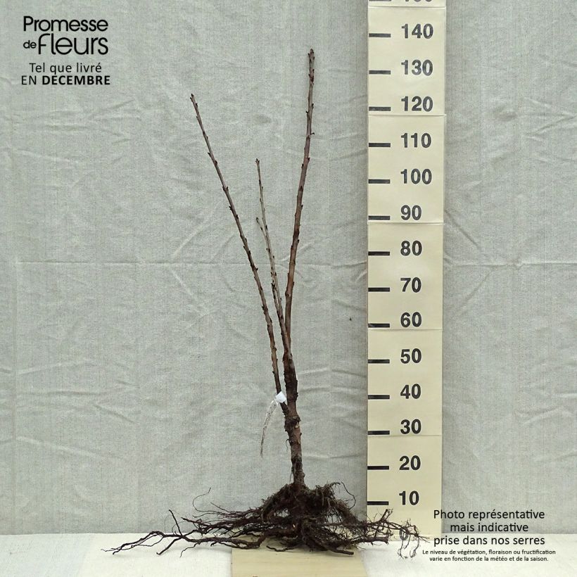 Ciliegio Schneiders Späte Knorpelkirsche Piante grandi a radice nuda, Vaso impalcato alto esemplare consegnato in inverno