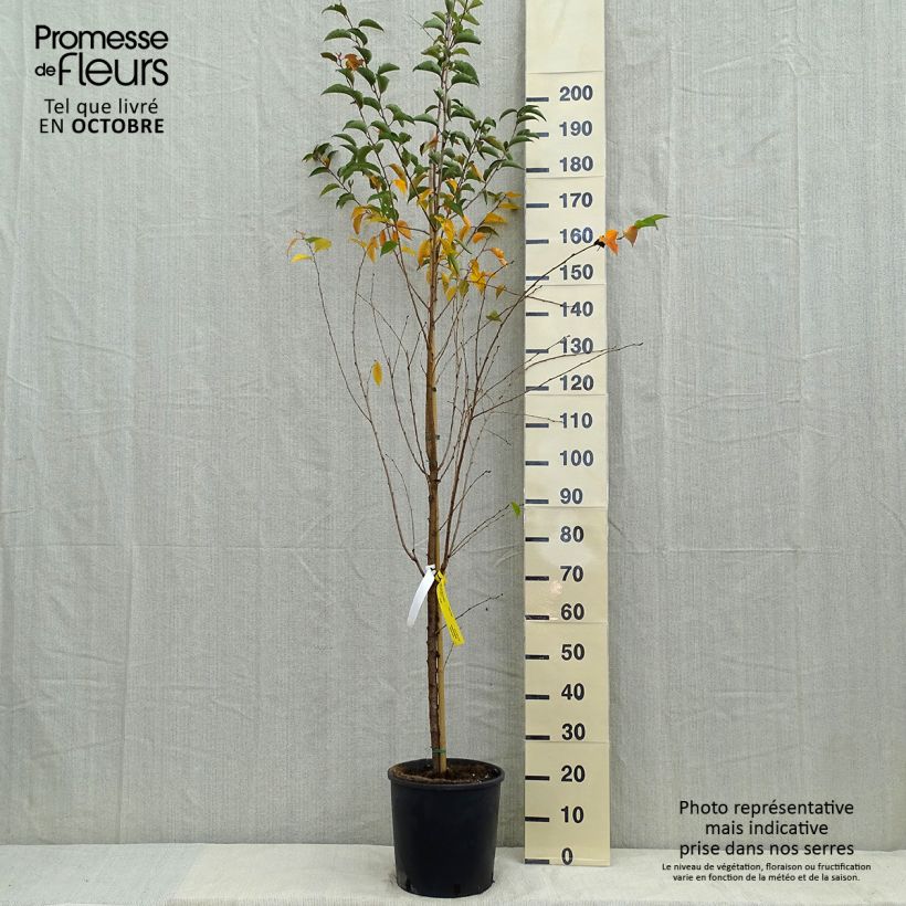 Esemplare di Prunus Pandora - Ciliegio da fiore Vaso da 12L/15L, Vaso impalcato come consegnato in autunno