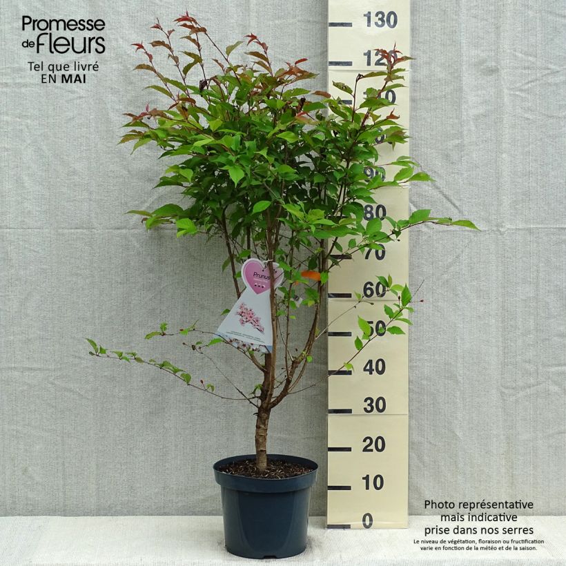 Example of Prunus nipponica var. kurilensis Ruby - Ciliegio da fiore Vaso da 7,5L/10L as you get in printemps