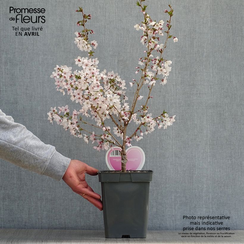 Prunus nipponica var. kurilensis Brillant - Ciliegio da fiore Vaso da 4L/5L, Vaso impalcato esemplare consegnato in primavera