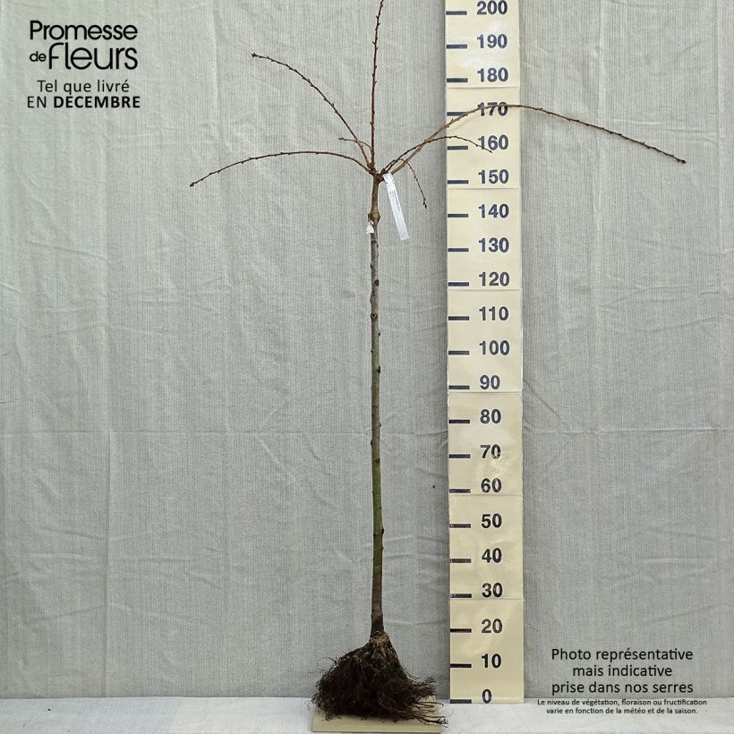 Prunus serrulata Kiku-Shidare-Zakura - Ciliegio da fiore Piante grandi a radice nuda, Vaso impalcato medio esemplare consegnato in inverno